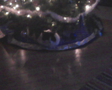 Rita's Tree